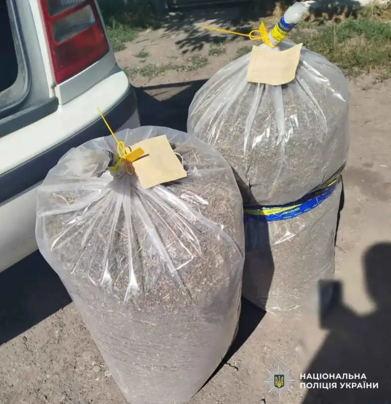На Кіровоградщині вилучили плантацію конопель та канабісу на 2 мільйони гривень